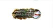 C5 Crispy California Roll